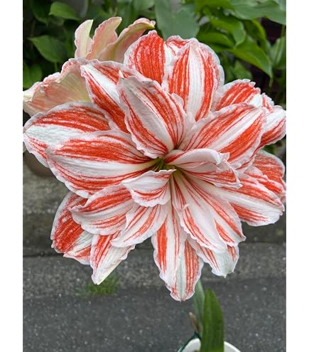 Amazon.co.jp: アマリリス 球根のみ 八重咲 エルバス 1球 / 国華園 24